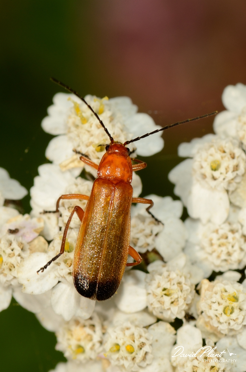 David Plant Photography - Wildlife Photography - Black-tipped soldier beetle - A.jpg - Black-tipped flower beetle, Rhagonycha fulva - Cotswolds